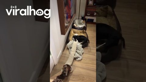 Wiener Dog Pups React to Wiener Dog Doorstopper || ViralHog