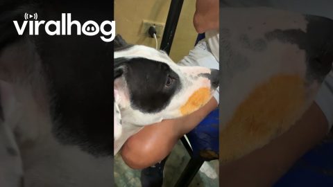 It's Very Unclear Who Ate The Noodles || ViralHog