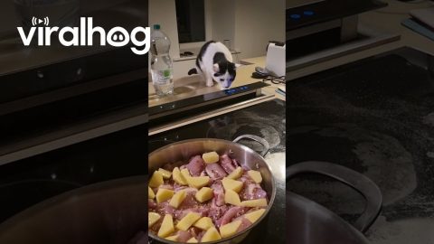 Kitty Helps in the Kitchen || ViralHog