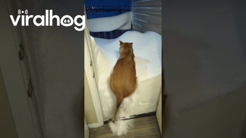 Dog Jumps Into Snowed-In Doorway || ViralHog