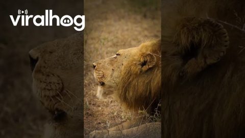 Iconic Deep Grunts Of A Male Lion || ViralHog
