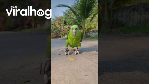 Parrot Shows Off Roller-Skating Skills || ViralHog
