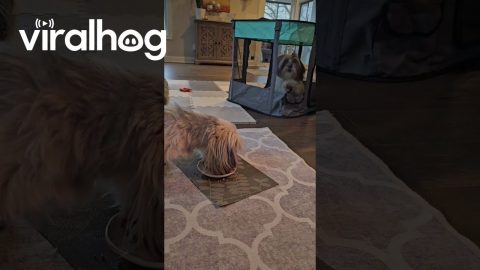Puppy Uses Playpen As Hamster Wheel || ViralHog