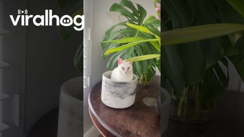Cat Sprouts From Plant Pot || ViralHog