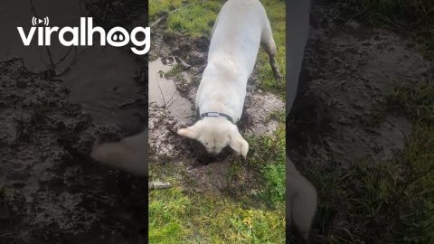 Dog Dunks Face In Mud || ViralHog