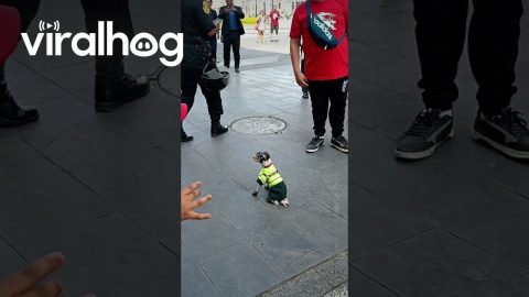 Tiny Police Dog Cleans Up the Streets || ViralHog