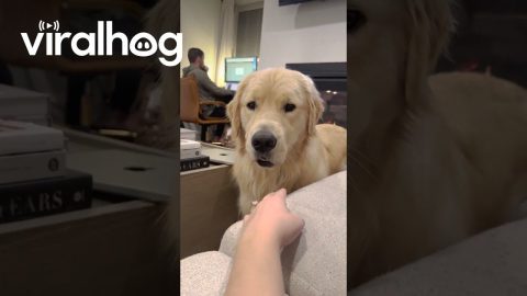 Golden Retriever's Tiny Woofs For Attention || ViralHog