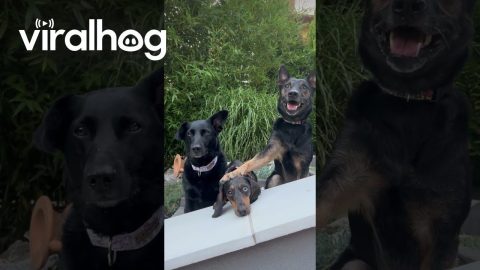 Dogs Love Being In Photos || ViralHog