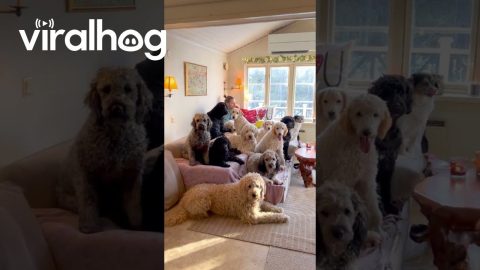 Coming Home to a Big Furry Family || ViralHog