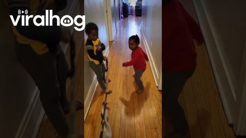 Kids Play Tug With Feisty Pup || ViralHog