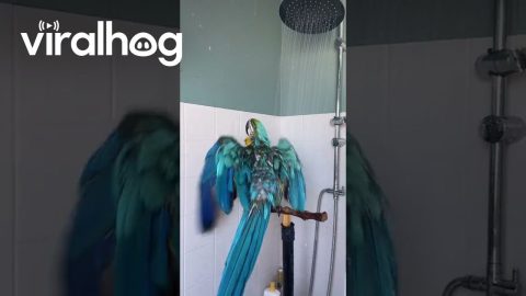Parrot Sings in the Shower || ViralHog