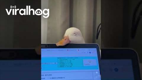 Ducks Falls Asleep on Laptop Screen || ViralHog