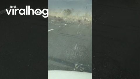 Atmospheric River Sends Sea of Tumbleweeds Across Central California || ViralHog