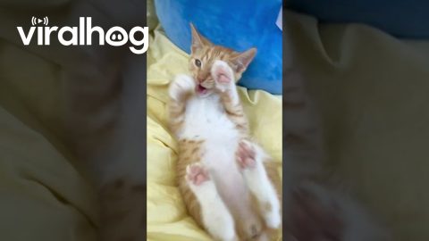 Silly Kitten Playtime || ViralHog