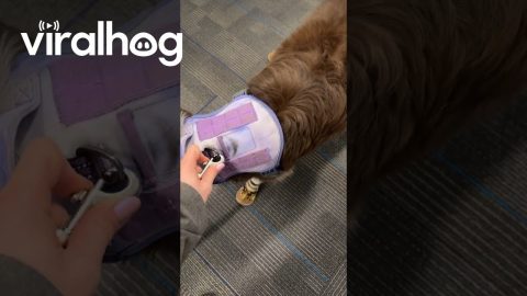 Dog Tries on New Boots and Forgets How to Move || ViralHog
