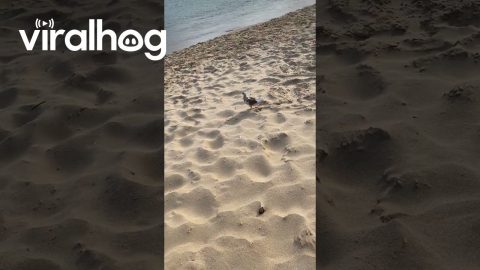 Pigeon's Footprints Create Beach Heart || ViralHog
