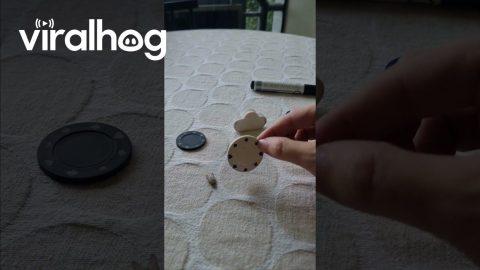 VFX Artist Creates a Very Well-Trained Fly || ViralHog