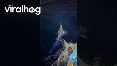 Catching a Giant Black Marlin || ViralHog
