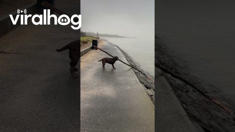 Executive Aquatic Branch Manager || ViralHog
