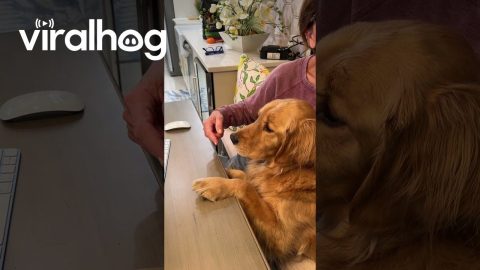 Dog Can't Recognize Himself || ViralHog