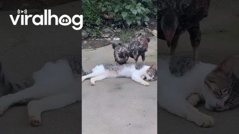 Cat Just Wants To Sleep || ViralHog