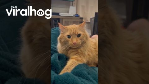 Orange Cat Makes Angry Biscuits || ViralHog
