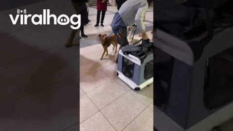 Animal Entourage in Poland || ViralHog