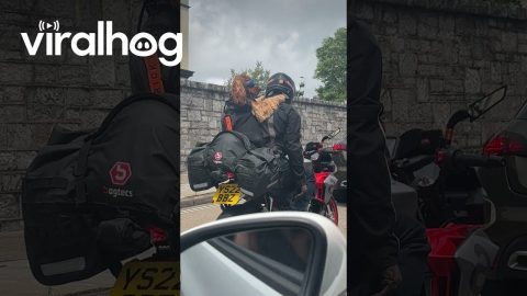 Cool Dog Rides Motorbike || ViralHog