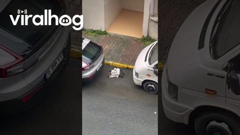 Trio of Cats Scurry Away After Getting Caught Fooling Around || ViralHog