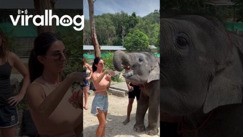 Elephant Calf Hugs the Belly of a Pregnant Woman || ViralHog
