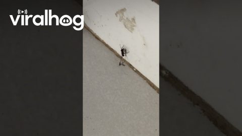 An Ant Wearing Ant Boots || ViralHog