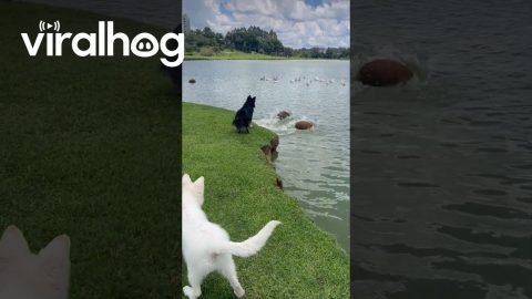 Capybaras Dive Away From Barking Dog || ViralHog