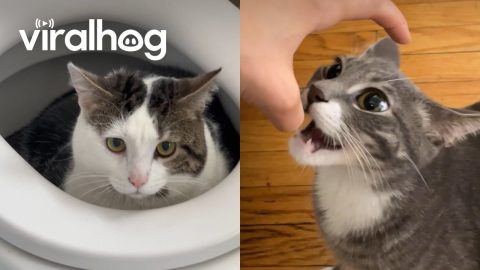 A Daily Life of a Cat || ViralHog