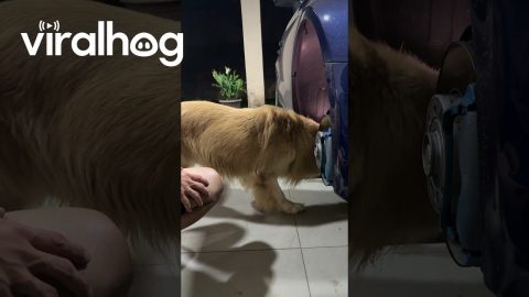 Dog Helps With Car Repairs || ViralHog