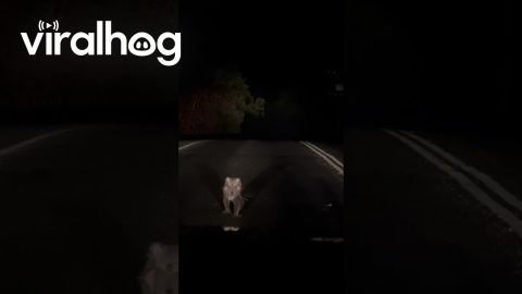 Koala Baby Rides On Mom's Back || ViralHog