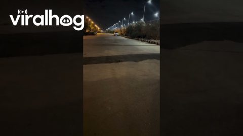 Tiny Chihuahua Goes Full Speed || ViralHog