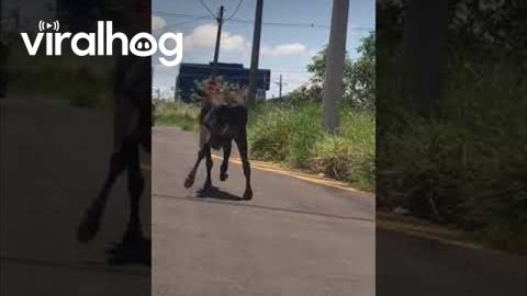 Cow Has a Strange Waddle || ViralHog