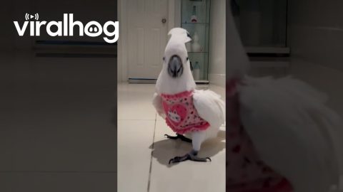Cockatoo Valentine Catwalk || ViralHog