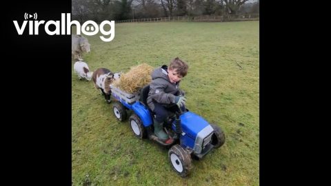 A Little Farmer Helps Tend The Animals || ViralHog