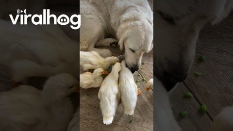 Ducklings Share Peas With Golden Retriever || ViralHog