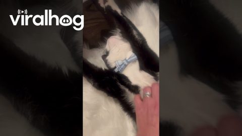 Cat Naps Comfortably by Fireplace || ViralHog