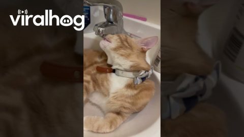 Cat Takes Sink Bath While Faucet Drinking || ViralHog