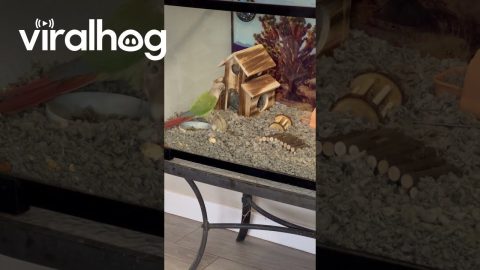 Parrot Wants Nothing To Do With Hamster || ViralHog
