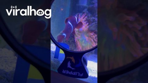 Clownfish Feeds Sea Anemone || ViralHog
