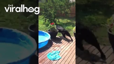 Dog Zoomies Off of Trampoline and Into Fence || ViralHog