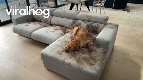 Dog Makes a Muddy Mess on the Couch || ViralHog