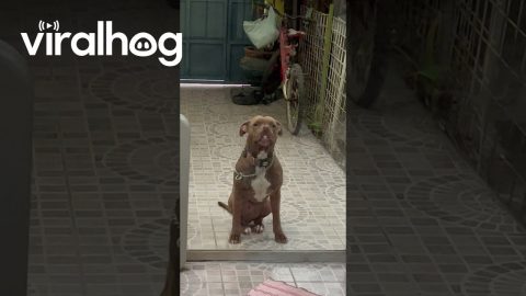 Pouting Pitbull Makes a Funny Face || ViralHog