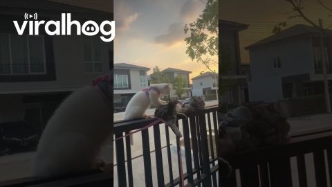 Cat Gives Friend a Massage || ViralHog