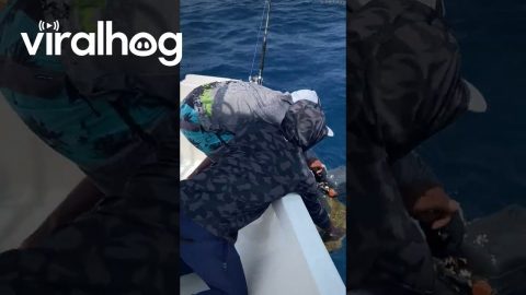 Fishermen Help Tangled Sea Turtle || ViralHog
