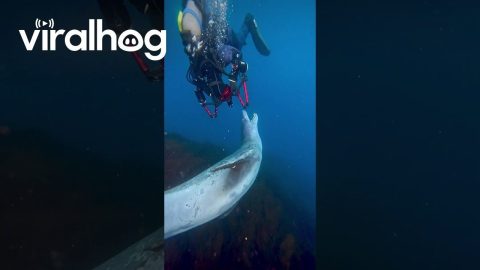 Leopard Seal Bears Teeth At Divers || ViralHog
